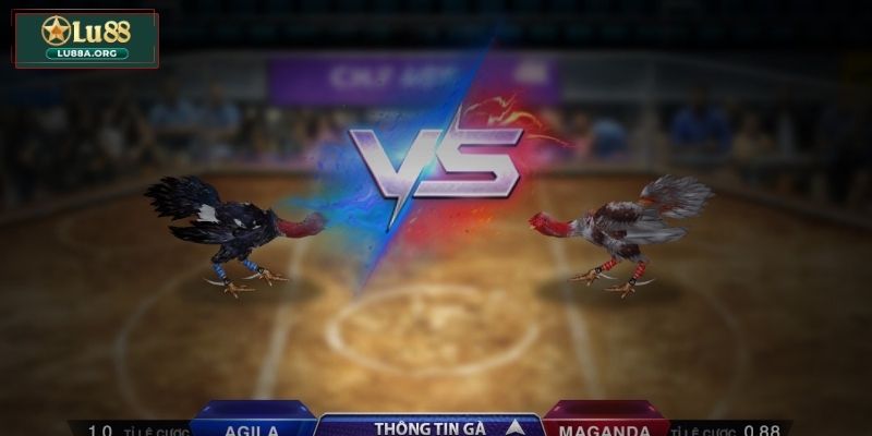 Hướng dẫn chơi game đá gà 3D